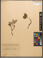 Foto von Salix reticulata L.